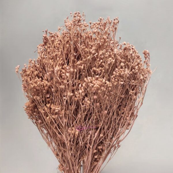 Broom Bloom Preserved Rosa