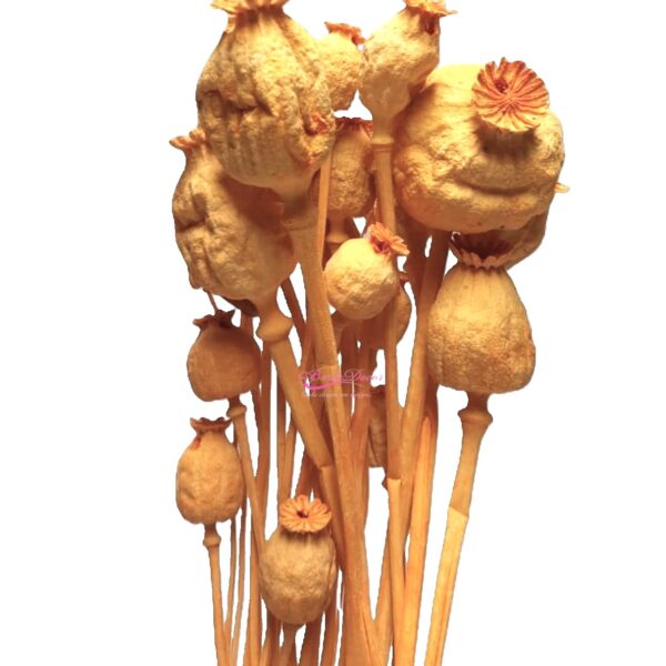 Molho Papaver 50/60cm 100/120Gr Laranja