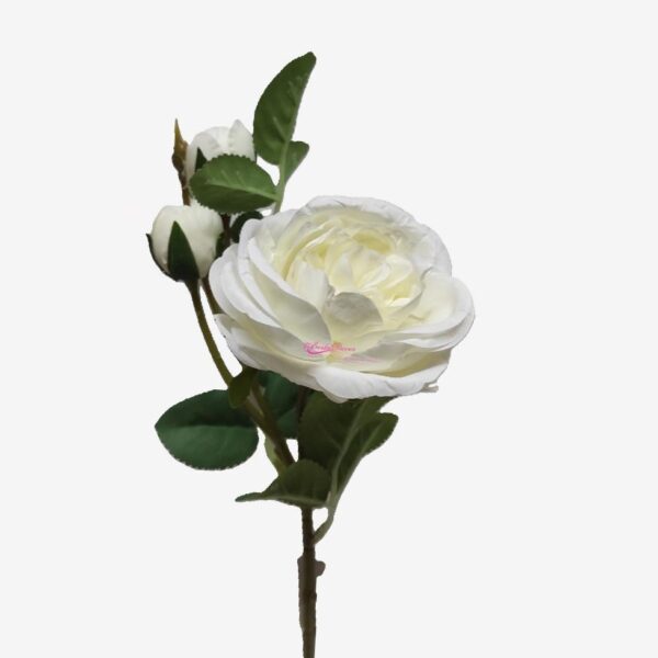 Camélia x3 Creme