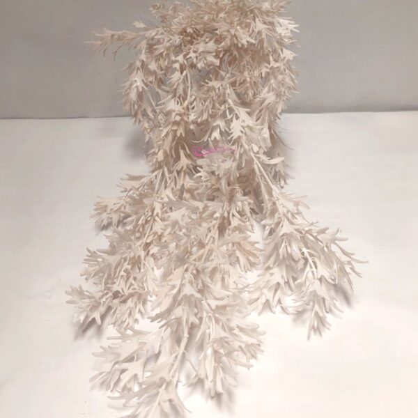 Platycerium Grinalda Creme