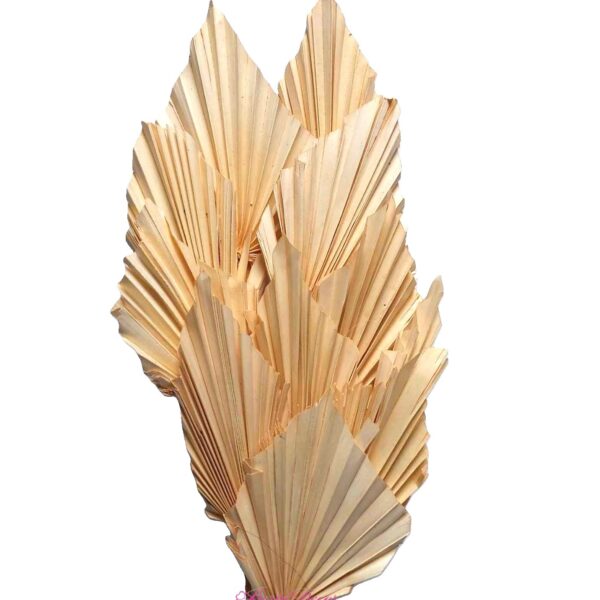 Pac. de palm Spear Salmão  50cm 8/10cm