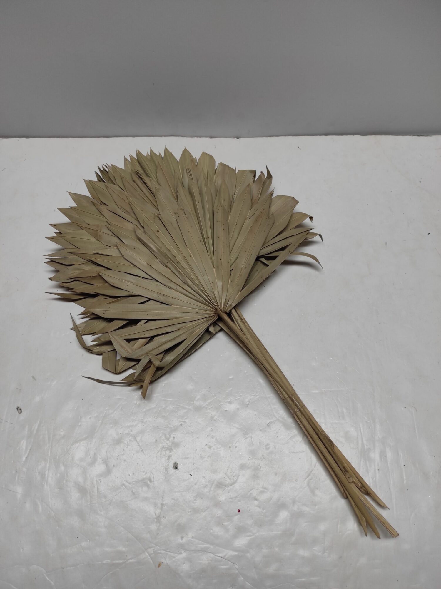 Pac. 10 Palm Leaf