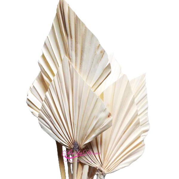 Pac. 10 Palm Spear Branco
