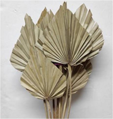 Pac. 6 Palm Spears Natural