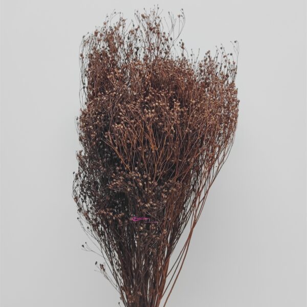 Broom Bloom 100Gr Castanho