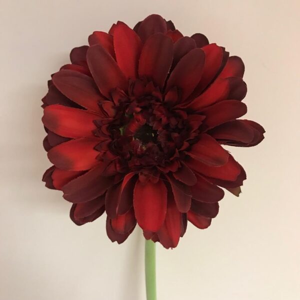 Gerbera Vermelha