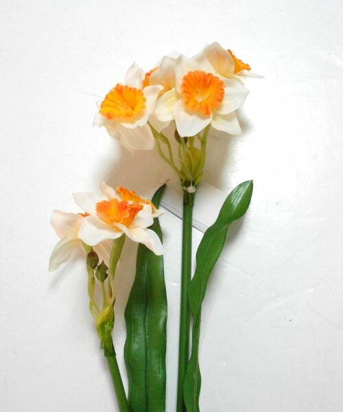 Narcisos Branco/Laranja