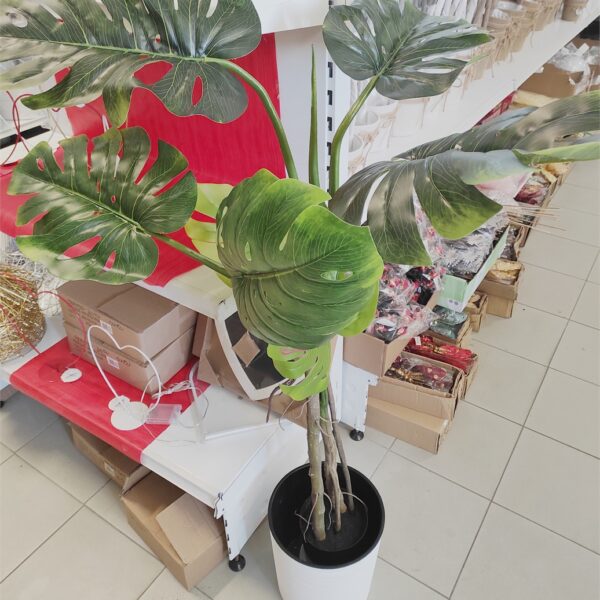 Philodendron 130cm