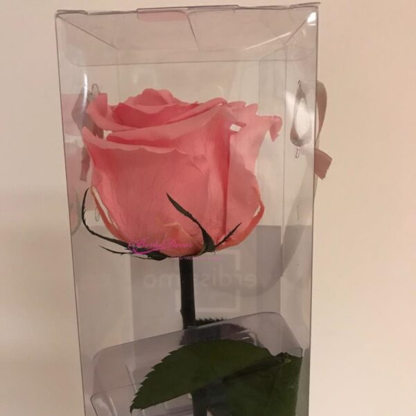 Cxa. Pvc Rosa Preservada Rosa Claro