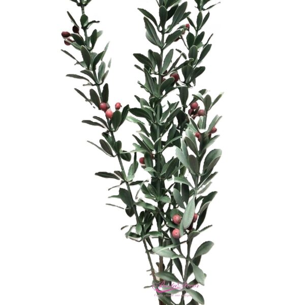 Haste de Berry Rosa