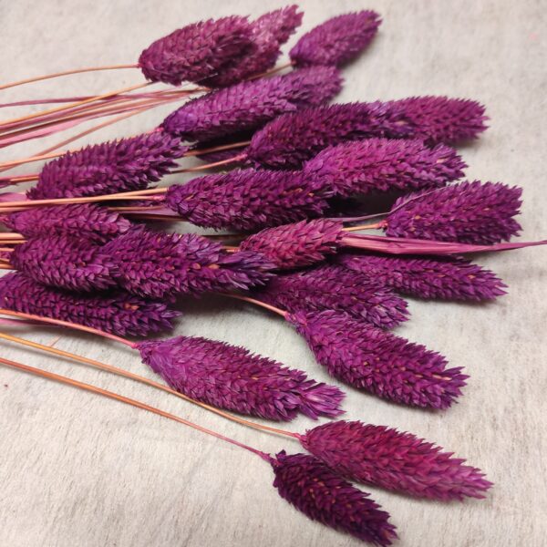 Molho de Phalaris 50 Gr LIlás