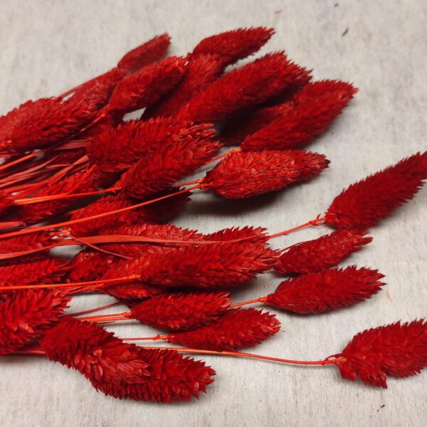 Molho de Phalaris 50 Gr Vermelho