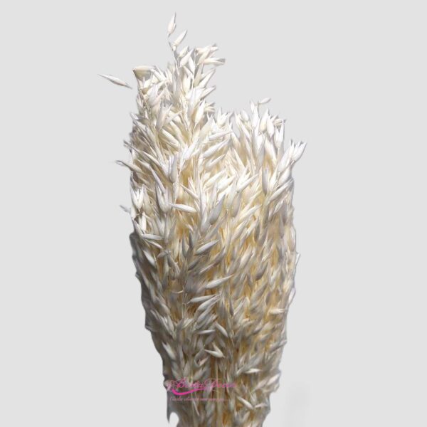 Molho Avena Sativa 80cm Branca