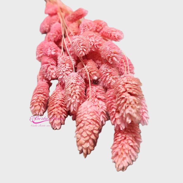 Molho de Phalaris  Rosa Claro