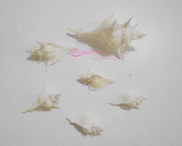 Pac. Murex Alabaster