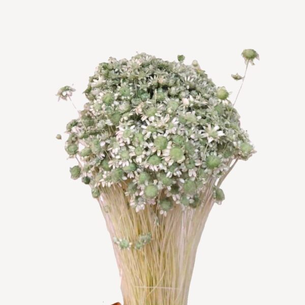 Molho de Glixia 50cm Menta