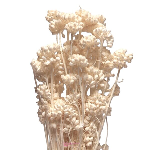 Pac. Lonas Preservadas Brancas