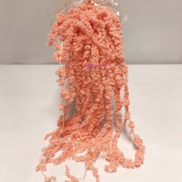 Pac. de amaranthus  Caudutus Preservado Salmão