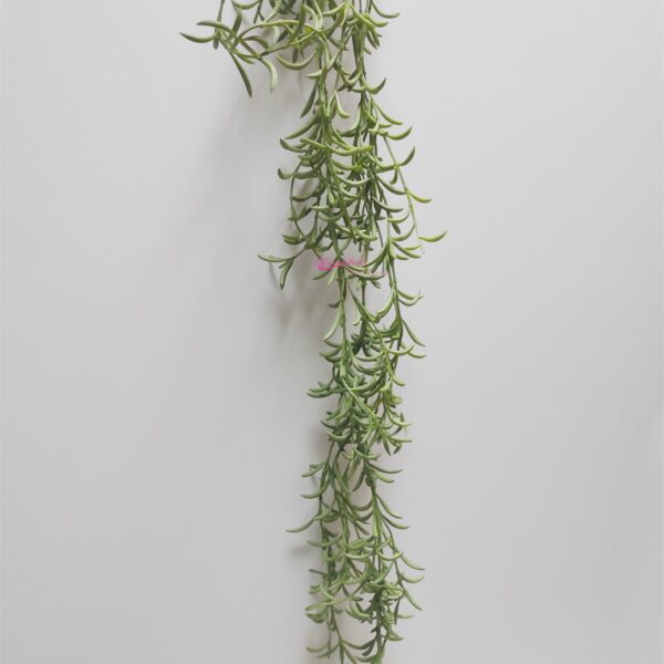 Suculenta de Cair Verde