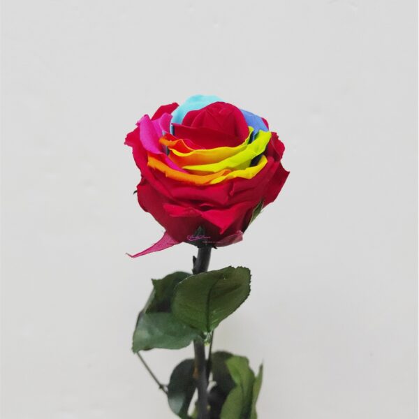 Cxa. Pvc Rosa Preservada Rainbow