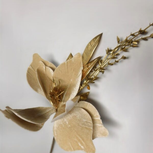 Magnolia Chanpanhe