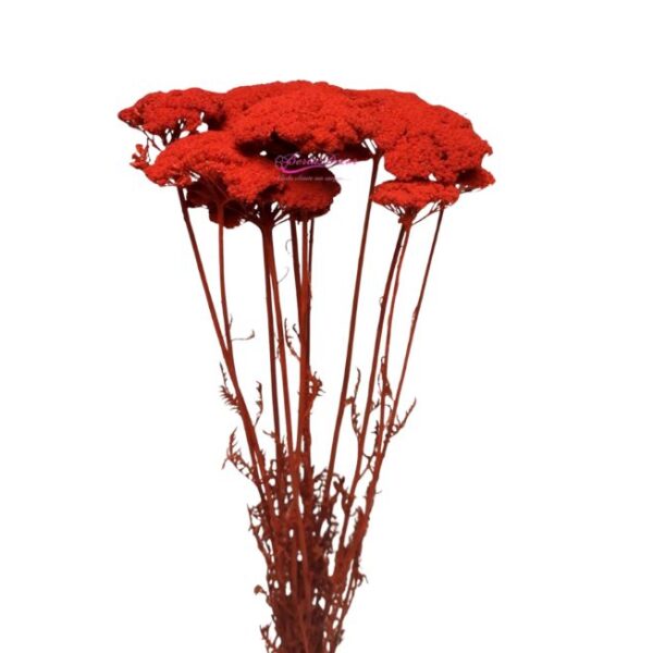 Achillea parker burnt laranja