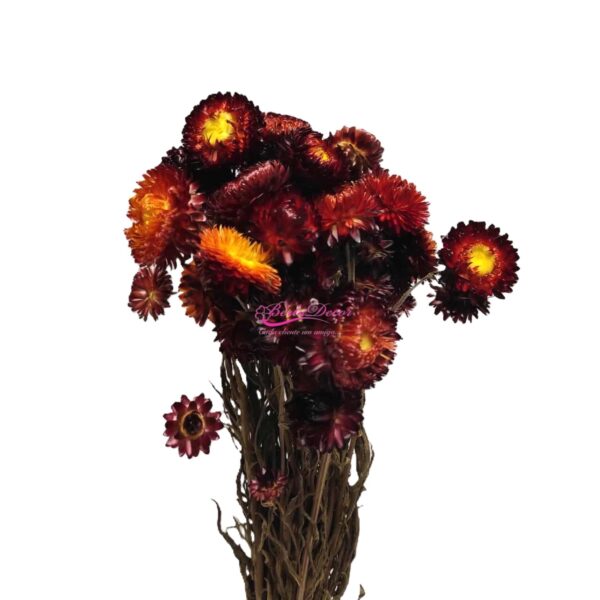 Hellichrysum Natural Vermelho