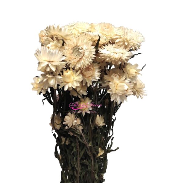 Helichrysum Natural Branco