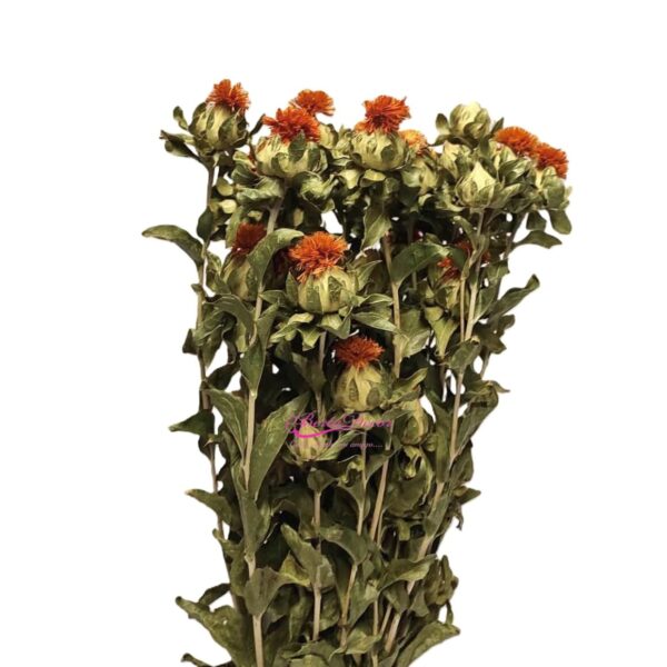 Carthamus Natural Laranja