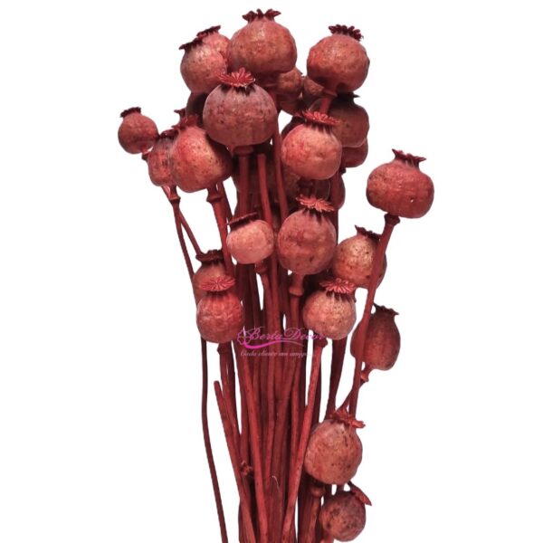 Molho Papaver Terracota