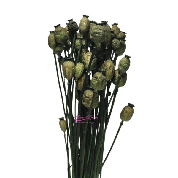 Molho Papaver Verde Musgo