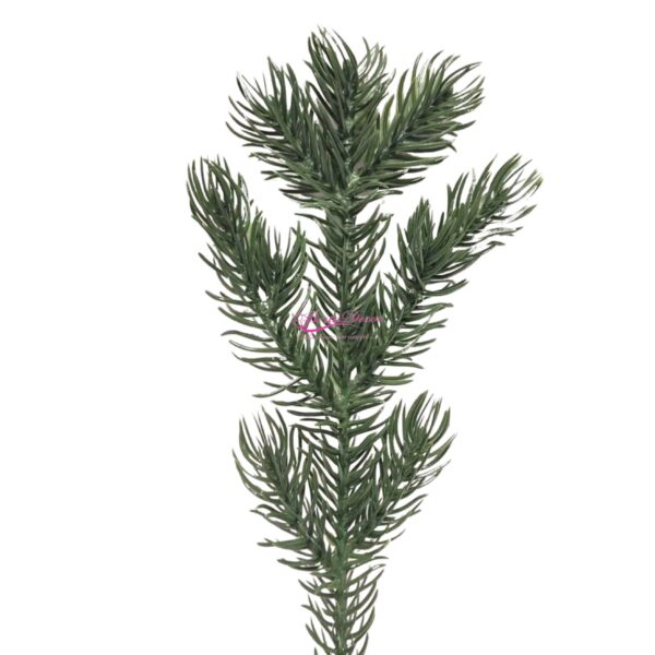 Pac. 12 Picos de Pinheiro