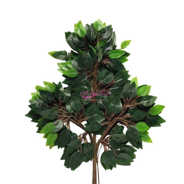Molho 12 folhas de Ficus