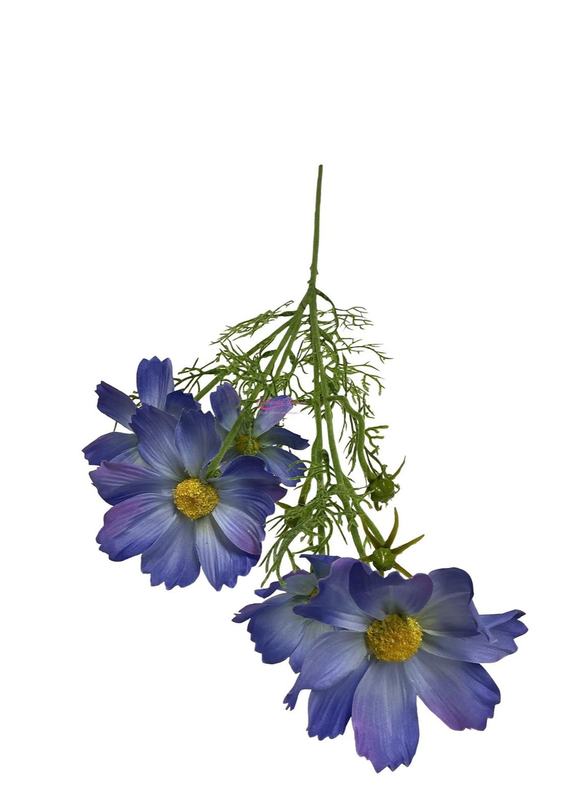Cosmos spray azul